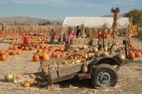 halloween,pumpkin,patches,corn,mazes,activities,Reno,Nevada,NV